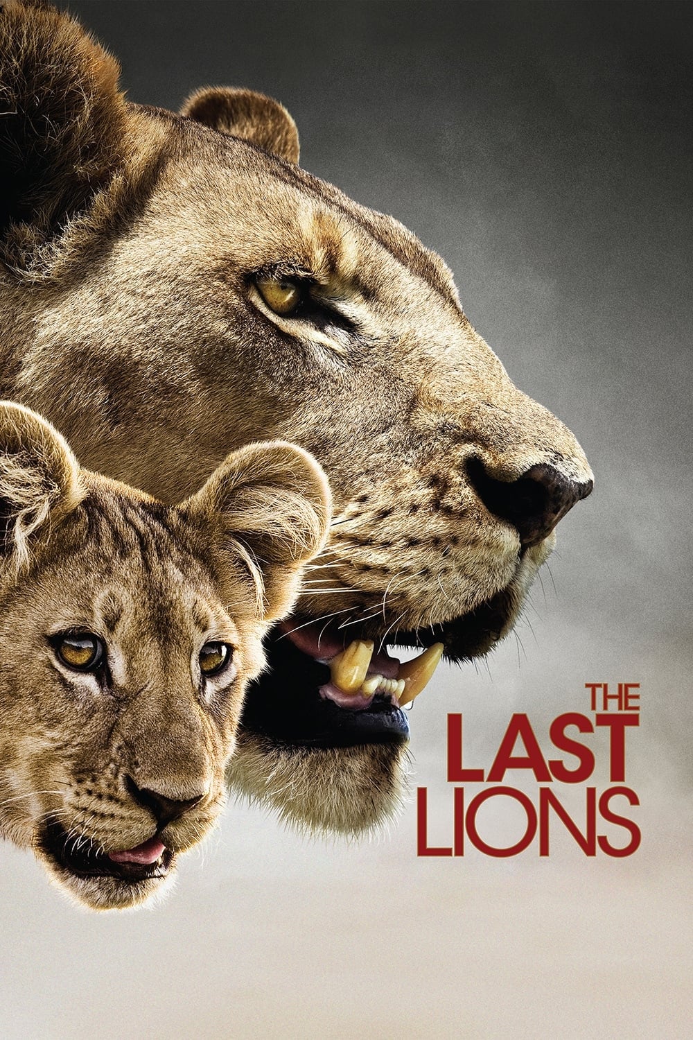 Постер The Last Lions
